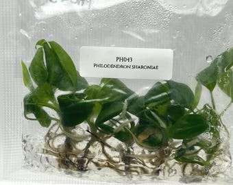 Philodendron sharoniae (5 plants/bag) Tissue Culture