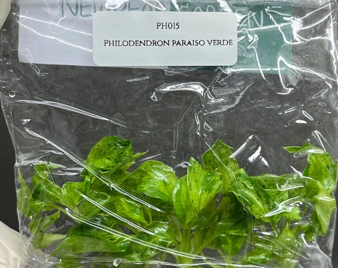 Philodendron Paraiso Verde Tissue Culture (5 items/bag)