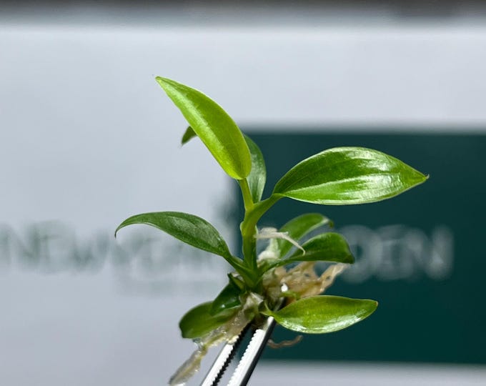 Philodendron Brandtianum Tissue Culture (5 items/bag)