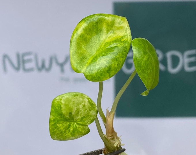 Alocasia Pink Dragon Aurea Variegated Tissue Culture (1 item/bag)
