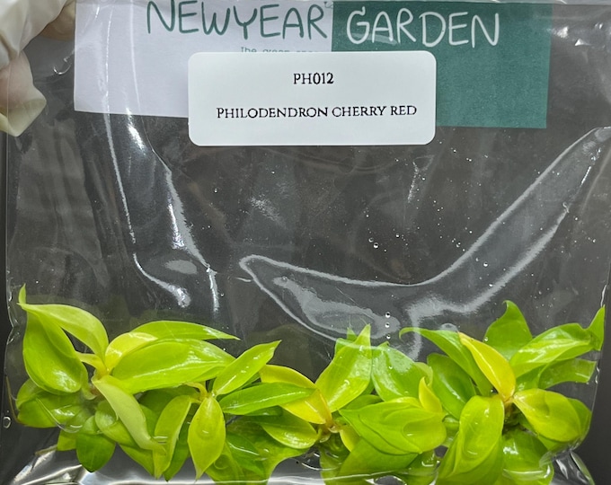 Philodendron Cherry Red Tissue Culture (5 items/bag)