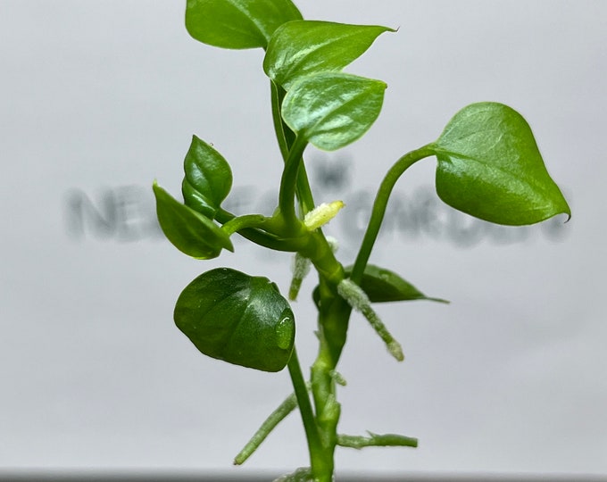 Anthurium Big Bill Tissue Culture (5 items/bag)