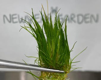 Hair Grass ( Eleocharisacicularis ) Tissue Culture (1 item/bag)