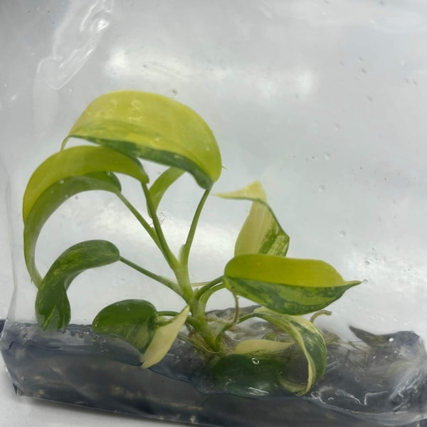 Philodendron Violine Variegated | 1 plant  per bag Tissue Culture