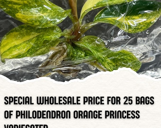 Wholesale 25 Philodendron Orange Princess Variegated Tissue Culture (Counted as 1 Item to Save Shipping Cost)