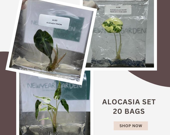 Special Set of 20 Bags of Alocasia Tissue Culture