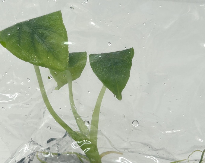 Alocasia Antoro Tissue Culture (1 item/bag)