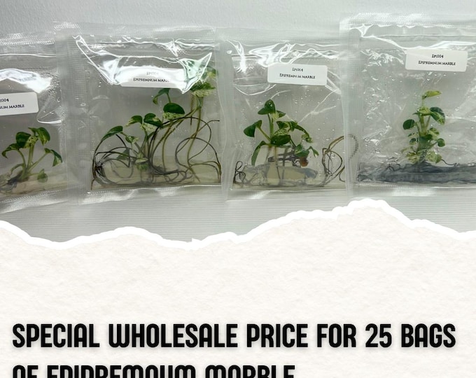 Wholesale 25  Epipremnum Marble Tissue Culture (Counted as 1 Item to Save Shipping Cost)