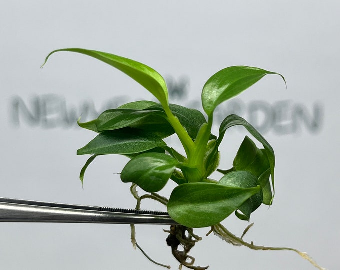 Philodendron Splendid Tissue Culture (5 items/bag)