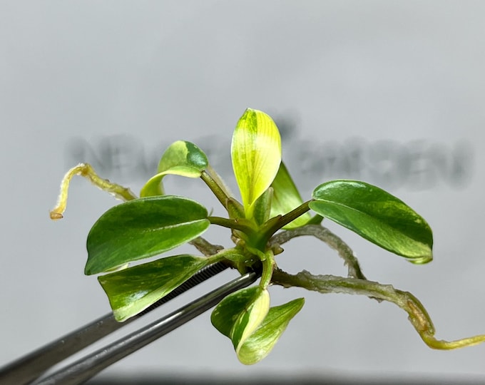 Philodendron Joepii Variegated Tissue Culture (1 item/bag)