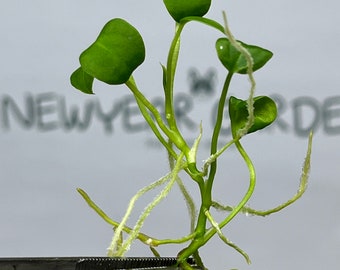 Anthurium Warocqueanum (Dark Queen) Tissue Culture (1 item/bag)