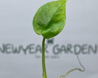 Alocasia Melo  Tissue Culture (5 items/bag)