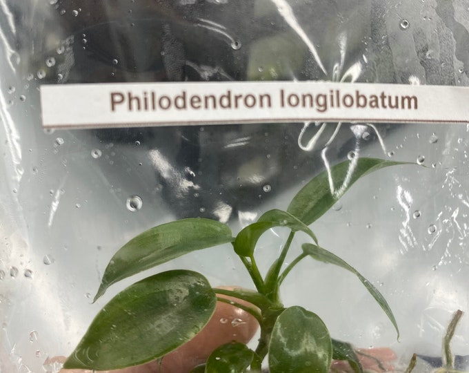 Philodendron longilobatum | 1 bag (1 plant per bag) Tissue Culture