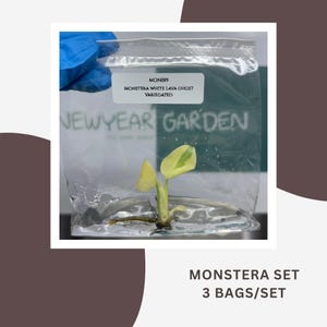 Spezialset Monstera White Lava Ghost Deli. Vari. (Thai Con.) (3 Beutel/Set)