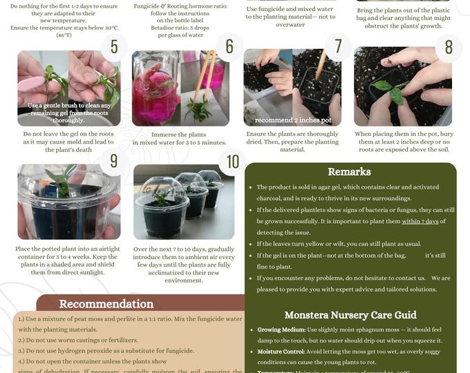 Alocasia Mickey Mouse Albo Variegated Tissue Culture (5 items/bag)