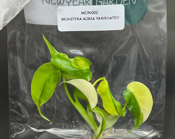 Monstera Aurea Borsigiana Variegated Tissue Culture (1 item/bag)