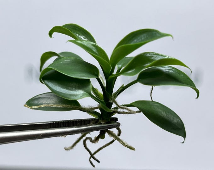 Philodendron Florida Beauty Tissue Culture (5 items/bag)