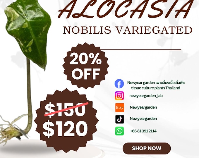 Alocasia nobilis variegated (1 plantlet/bag) Tissue culture