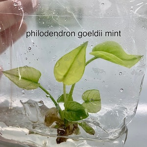 Philodendron Goeldii Mint | 1 plant per bag Tissue Culture