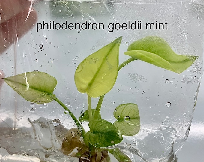 Philodendron Goeldii Mint | 1 plant per bag Tissue Culture