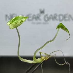 Alocasia stingray variegated - Etsy 日本