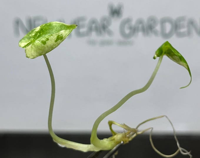 Alocasia Sarian Albo Variegated Tissue Culture (1 item/bag)