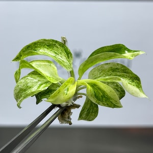 Anthurium Giganteum - Etsy