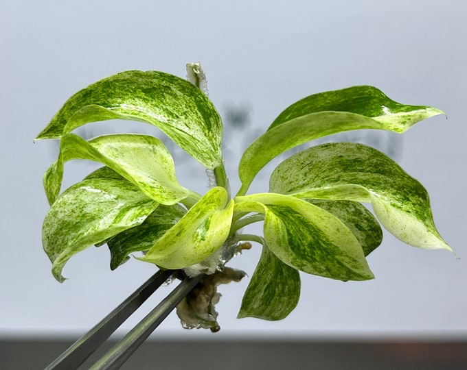 Philodendron Giganteum Variegated Tissue Culture (1 item/bag)