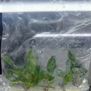 Philodendron Mcdowell | 1 bag (5 plants per bag) Tissue Culture
