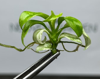 Rhaphidophora Puberula Variegated Tissue Culture (1 item/bag)