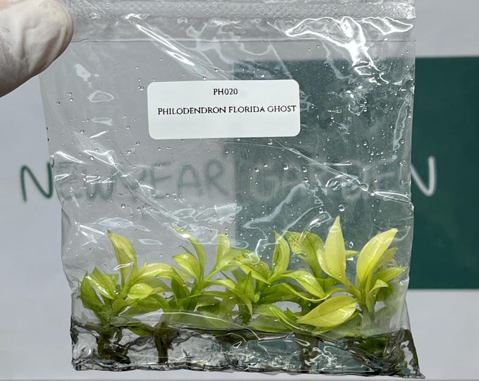 Philodendron Florida Ghost Tissue Culture (5 items/bag)
