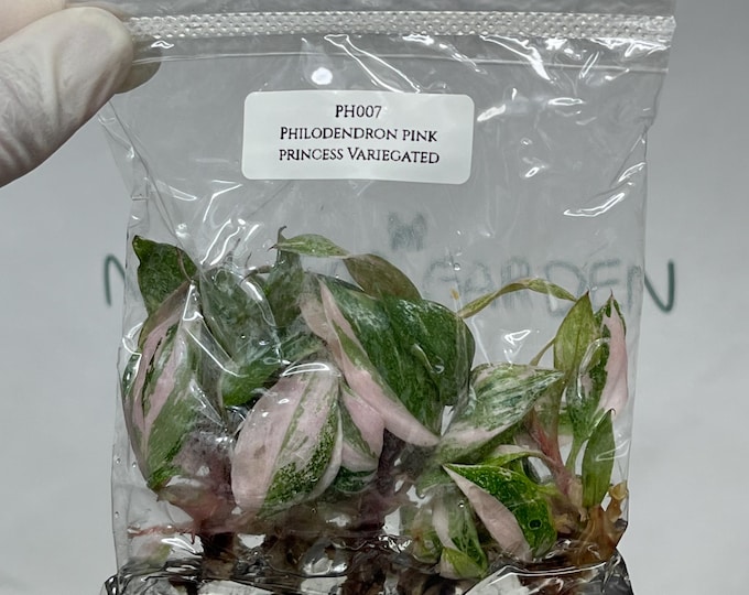 Philodendron Pink Princess Variegated Tissue Culture (5 items/bag)