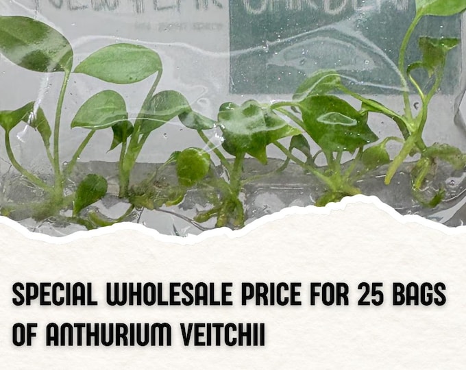 Wholesale 25 Anthurium Veitchii Tissue Culture (Counted as 1 Item to Save Shipping Cost)