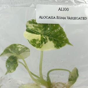 Alocasia bisma - Etsy 日本