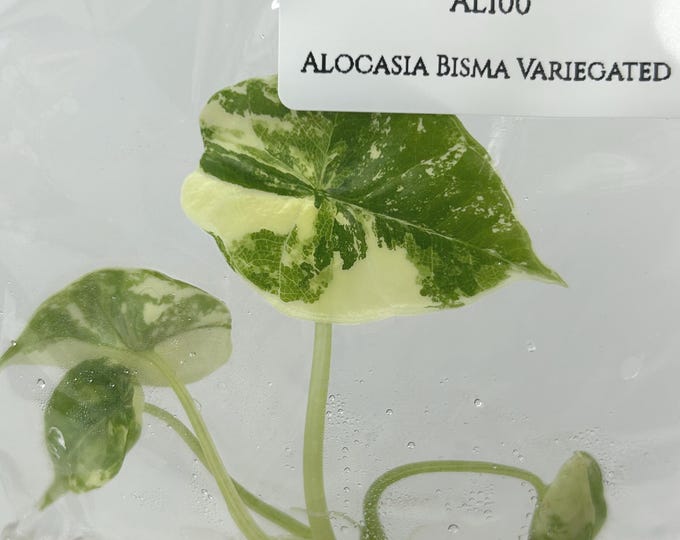 Alocasia Bisma Variegated Tissue Culture (1 item/bag)