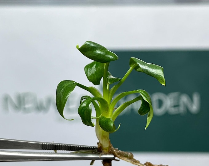 Philodendron Mamei Tissue Culture (5 items/bag)