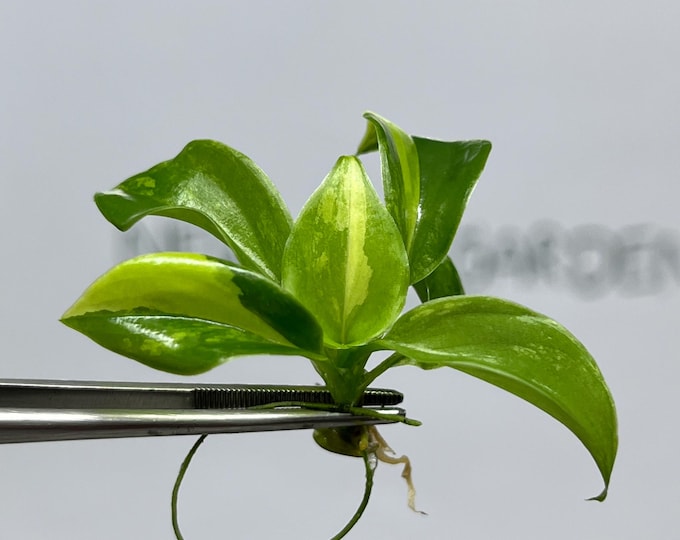 Philodendron Burle Marx Variegated Tissue Culture (1 item/bag)