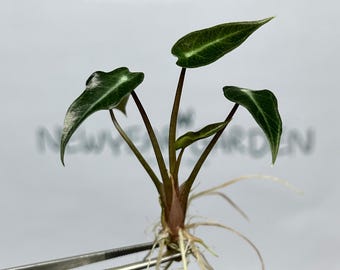 Alocasia Bambino Tissue Culture (5 items/bag)