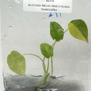 Alocasia regal shields - Etsy 日本