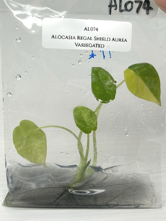 アロカシア リーガルシールド 斑入り 【公式通販】