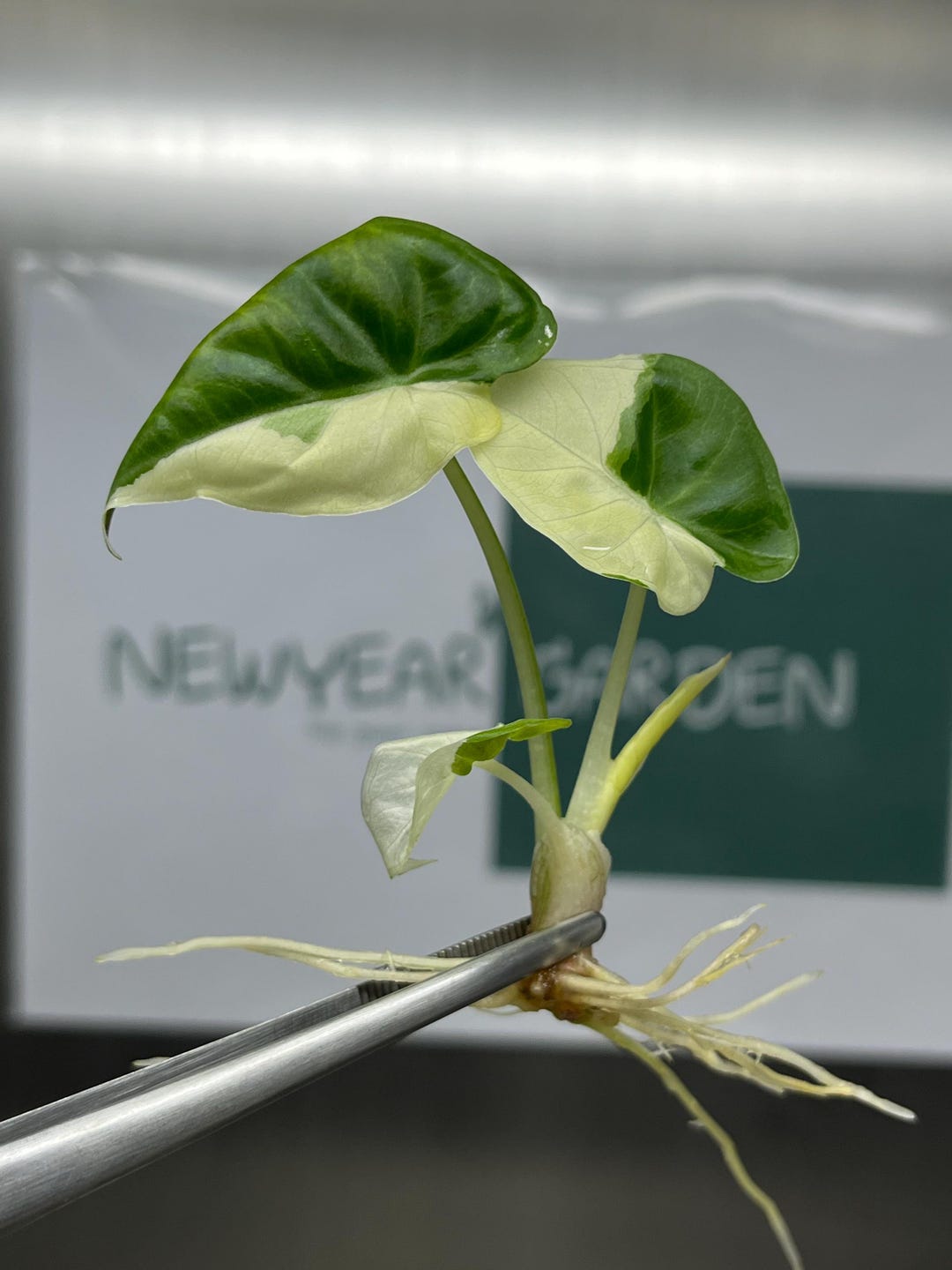 Alocasia Regal Shield Albo Variegated Tissue Culture (1 Item/bag
