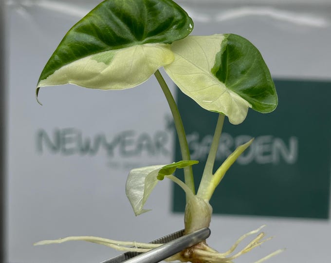 Alocasia Regal Shield Albo Variegated Tissue Culture (1 item/bag)