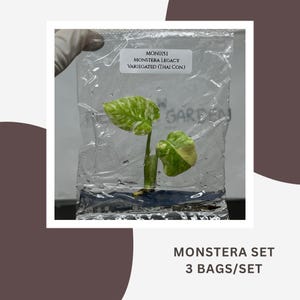 Könnte beinhalten: Ein kleiner Monstera-Pflanzensteckling mit panaschierten grünen und weißen Blättern in einem durchsichtigen Plastikbeutel. Ein weißes Etikett auf dem Beutel trägt die Aufschrift MON015.1 MONSTERA LEGACY VARIEGATED (THAI CON.). Der Text MONSTERA SET 3 BAGS/SET ist sichtbar.
