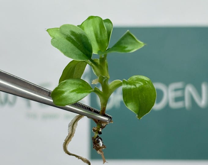 Philodendron Fibrecataphyllum Tissue Culture (5 items/bag)