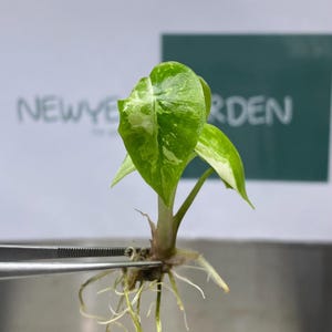 philodendron spec. kolumbien Philodendron Colombia SP Plant| Indoor plants – ASHIYANA STORE main image 0