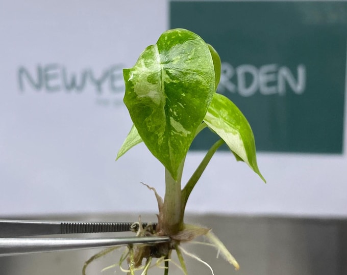 Alocasia Pink Dragon Albo Variegated Tissue Culture (1 item/bag)