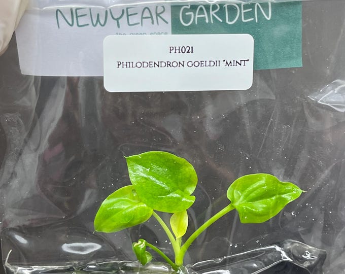Philodendron Goeldii "Mint" Tissue Culture (1 item/bag)