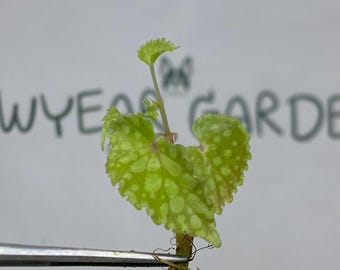 Begonia Chlorosticta Tissue Culture (5 items/bag)