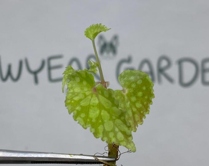 Begonia Chlorosticta Tissue Culture (5 items/bag)