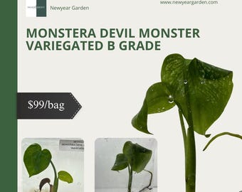 Coltura tissutale variegata di Monstera Devil Monster (1 articolo/sacchetto) (GRADO B)
